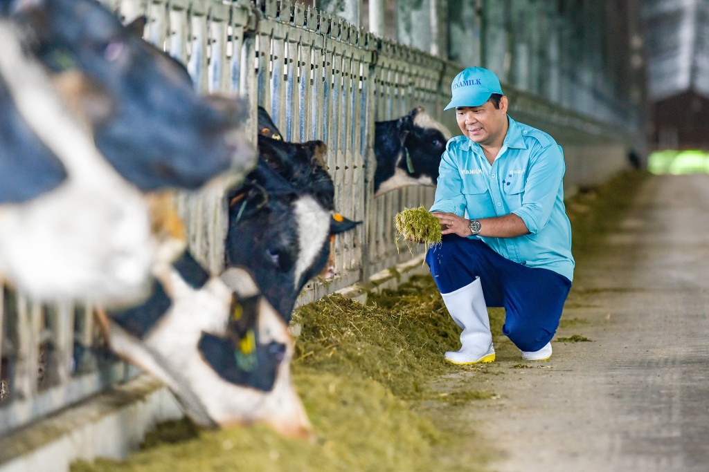 Sau khi về trang trại và được chăm sóc theo chế độ “tân đáo”, sức khỏe đàn bò đã ổn định và thích nghi với khí hậu tại Việt Nam.