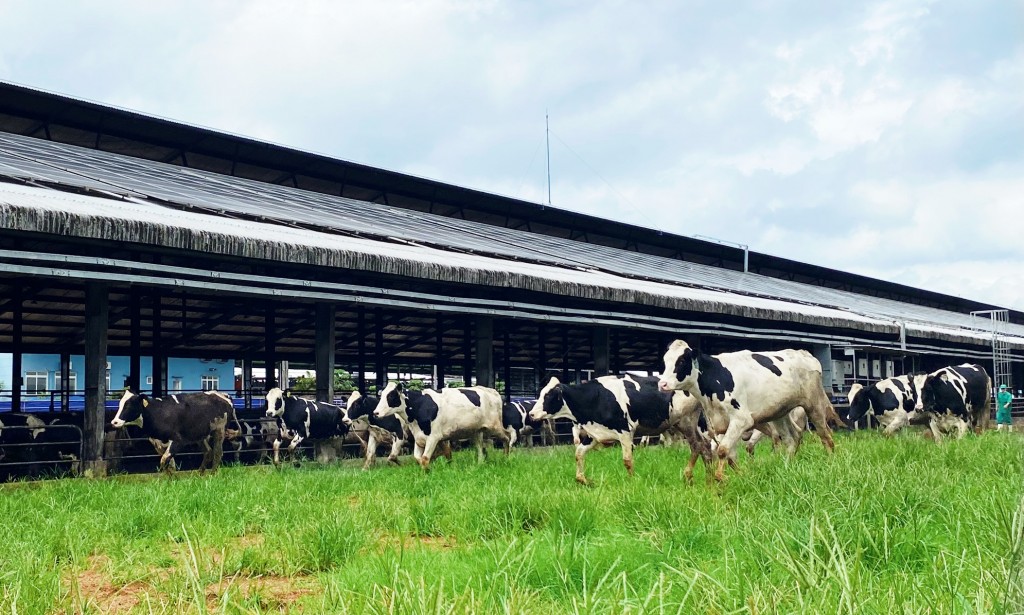 Hệ thống trang trại sinh thái Vinamilk Green Farm đón thêm 1.550 bò sữa nhập khẩu từ Mỹ