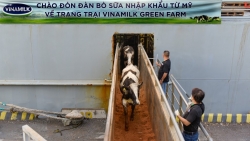 Hệ thống trang trại sinh thái Vinamilk Green Farm đón thêm 1.550 bò sữa nhập khẩu từ Mỹ