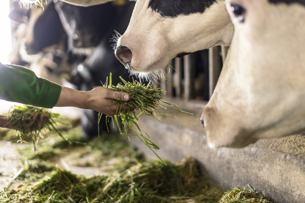 Vinamilk biến rào cản thành vòng tuần hoàn xanh tại trang trại sinh thái