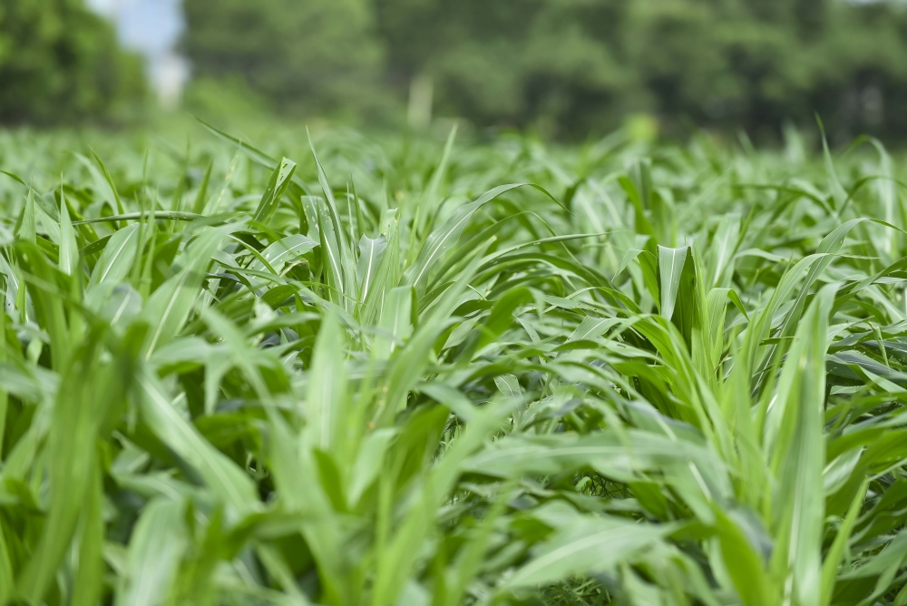 Vinamilk biến rào cản thành vòng tuần hoàn xanh tại trang trại sinh thái