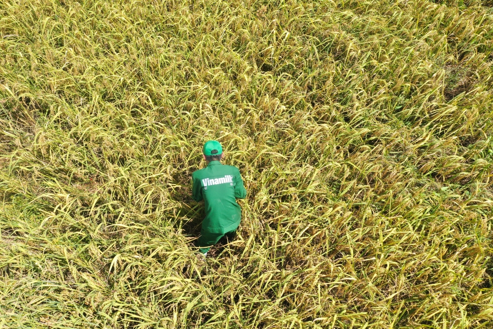 Review cánh đồng lúa 