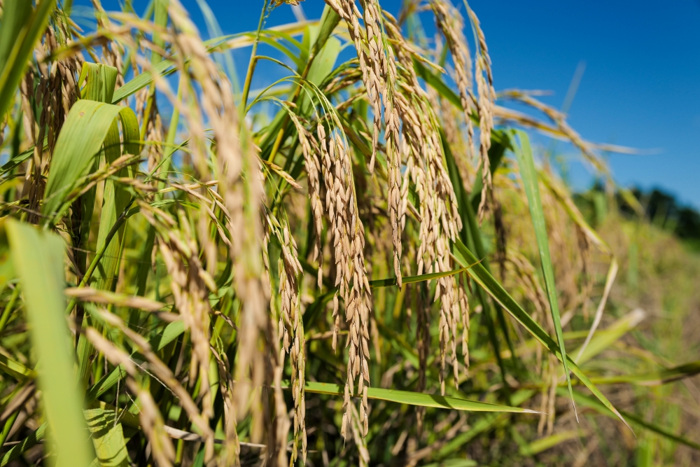 Review cánh đồng lúa 