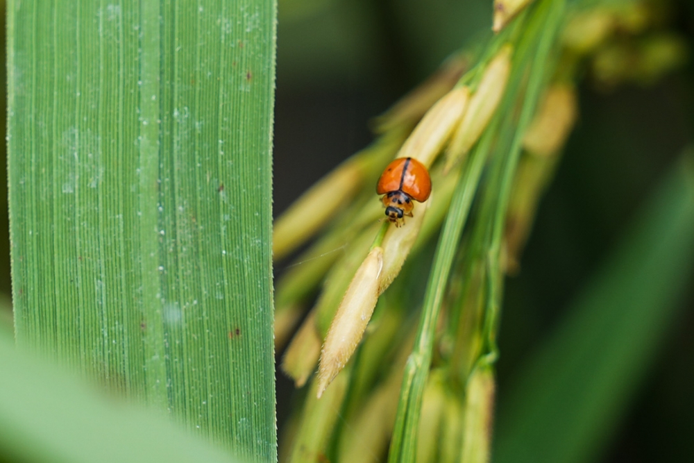 Review cánh đồng lúa 