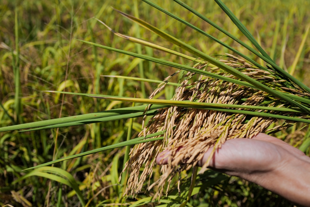 Review cánh đồng lúa 