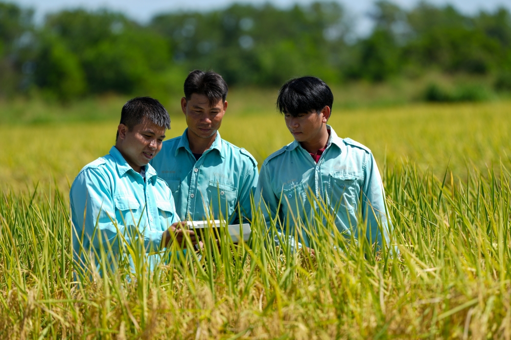 Review cánh đồng lúa 