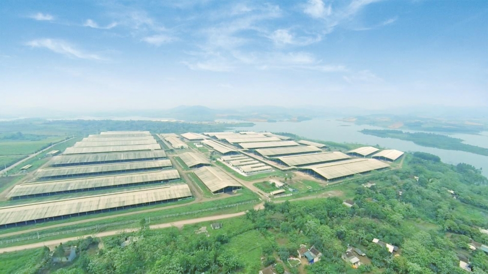 Cụm trang trại chăn nuôi bò sữa tập trung ứng dụng công nghệ cao với quy trình sản xuất khép kín của TH đã xác lập kỷ lục lớn nhất thế giới (năm 2020)