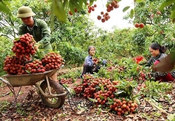Thủ tướng yêu cầu kịp thời gỡ “tắc” tiêu thụ nông sản cho Bắc Giang