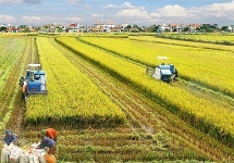 Nhà nước quy định thế nào về hỗ trợ đời sống, sản xuất khi thu hồi đất?