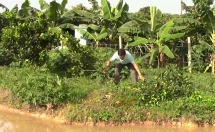 Hưng Yên: 3 sào cây ăn quả bị kẻ gian chặt phá sau 1 đêm