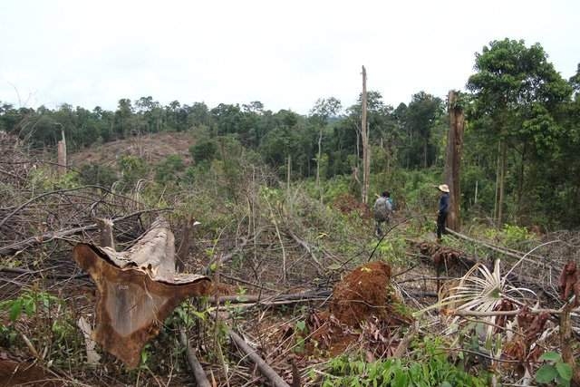Huỷ hoại nguồn lợi thuỷ sản, đất, rừng và tài sản sẽ bị xử lý hình sự