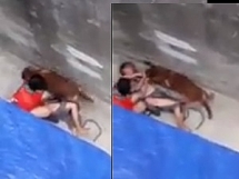 Để vật nuôi (chó cắn) gây tổn hại đến sức khỏe, Chủ vật nuôi phải chịu những trách nhiệm gì