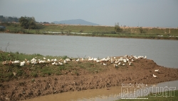 bac ninh tap trung nang cao kiem soat phong chong dich cum gia cam