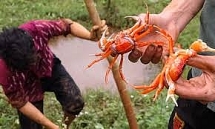 Nông dân dùng thuổng bắt cua đỏ ở Thanh Hóa