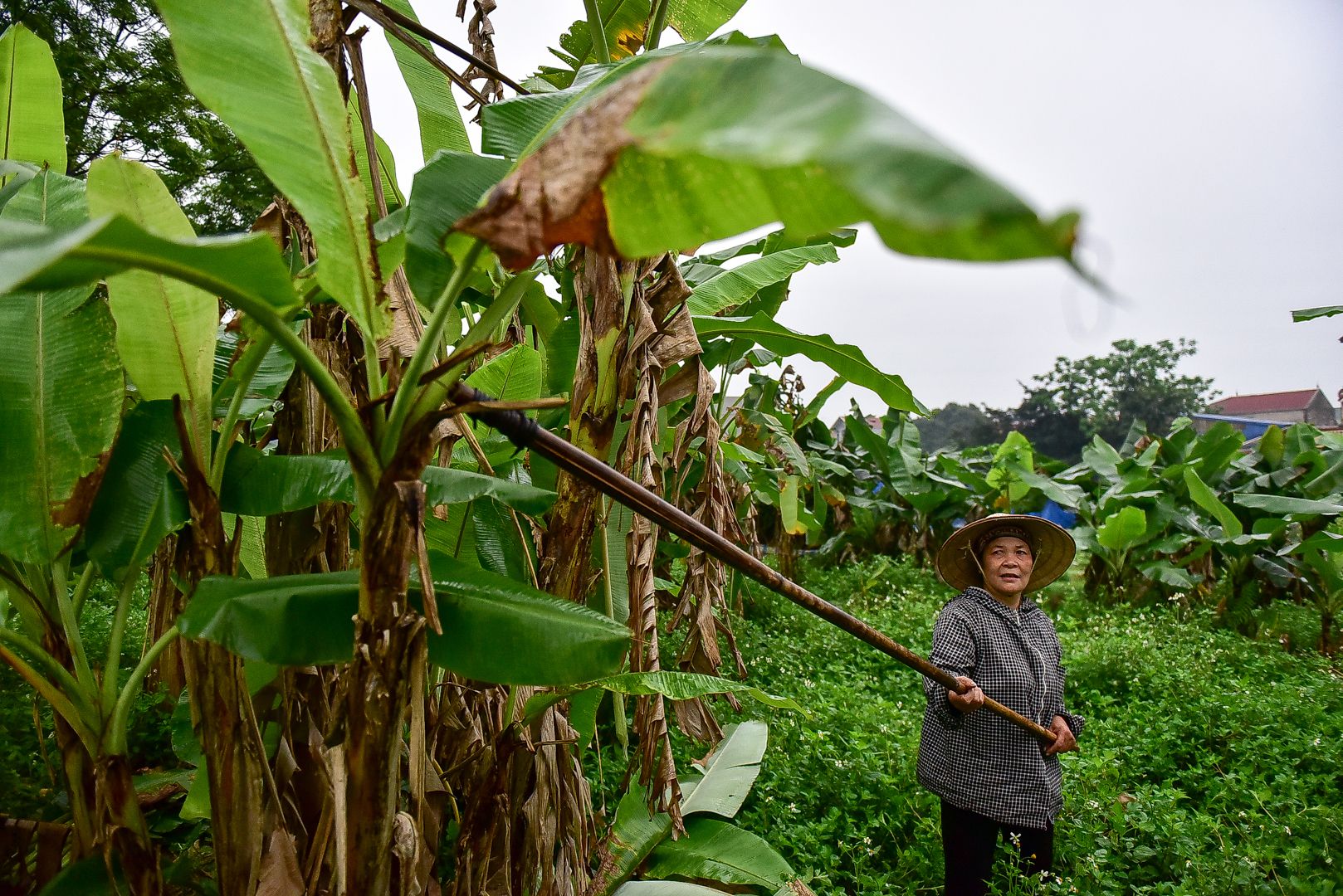 nguoi phu nu hon 35 nam hai la chuoi muu sinh o ha noi