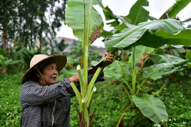 nguoi phu nu hon 35 nam hai la chuoi muu sinh o ha noi