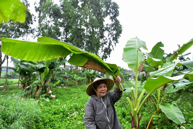 nguoi phu nu hon 35 nam hai la chuoi muu sinh o ha noi