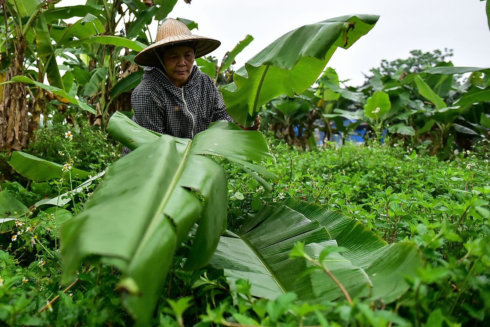 nguoi phu nu hon 35 nam hai la chuoi muu sinh o ha noi