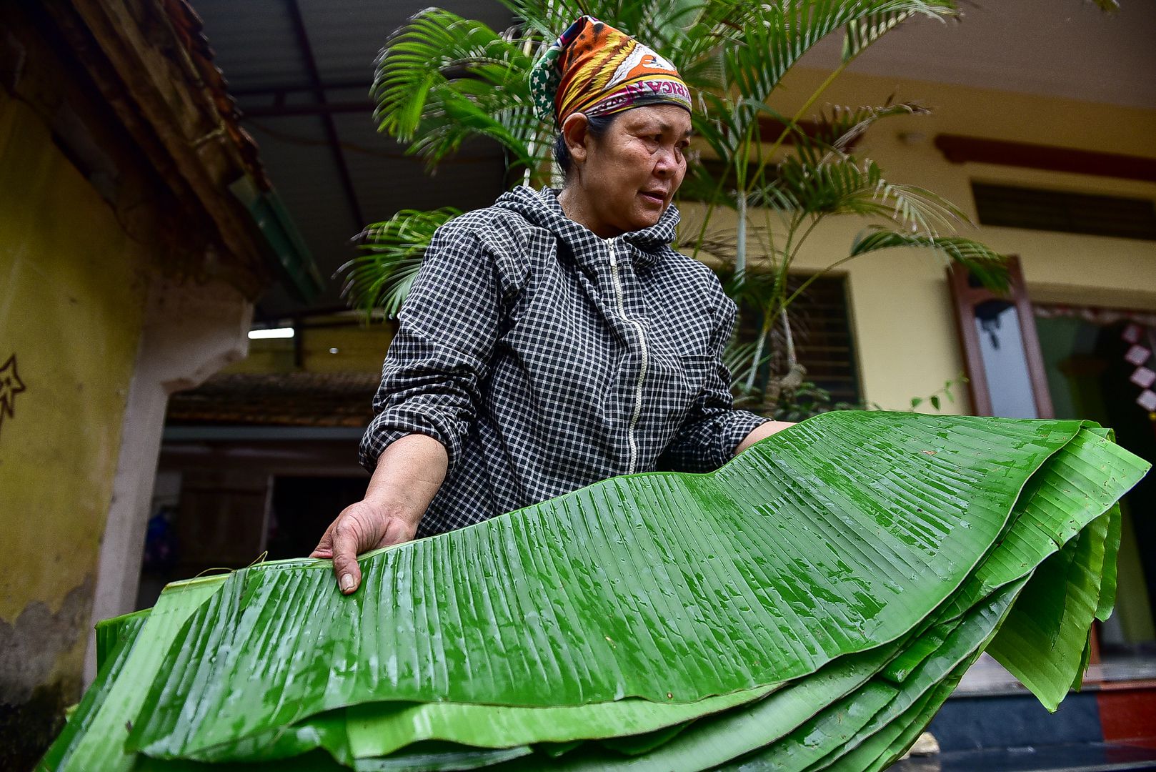 Người phụ nữ hơn 35 năm hái lá chuối mưu sinh ở Hà Nội