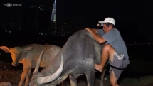 Người đàn ông sống du mục cùng đàn trâu ở Thủ Thiêm