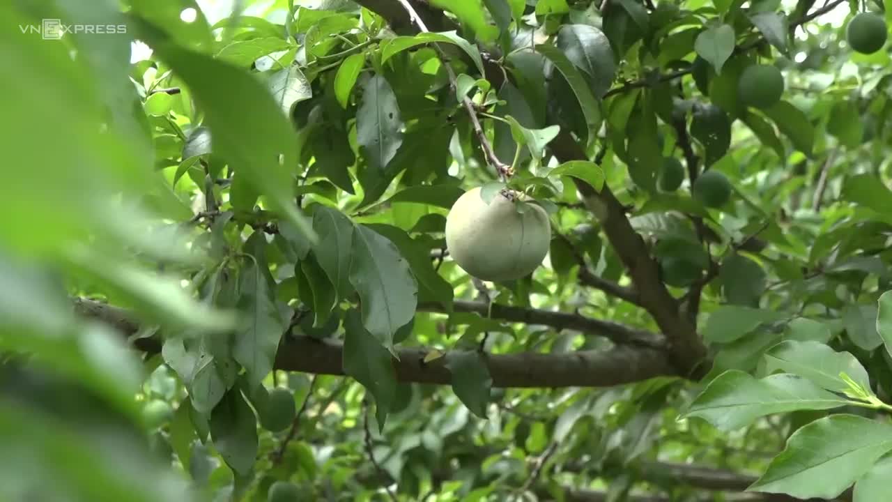 Mận Mộc Châu đầu mùa hơn 100 nghìn đồng mỗi kg