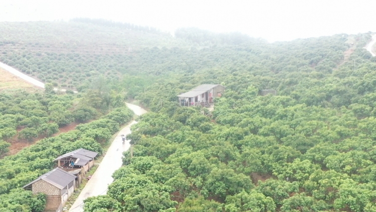 luc ngan bac giang khong de dich benh anh huong den viec tieu thu vai thieu