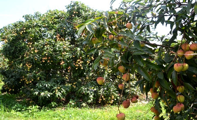 Vải thiều Bắc Giang được giá, nông dân thu hoạch sớm