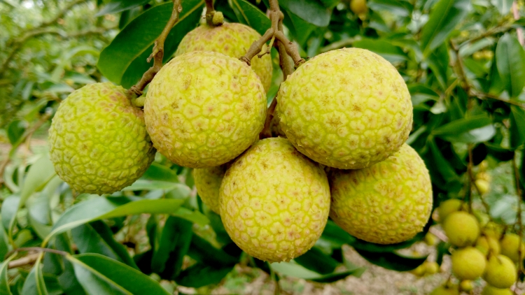 Mãn nhãn với vườn vải thiều chính vụ sắp được thu hoạch tại Lục Ngạn