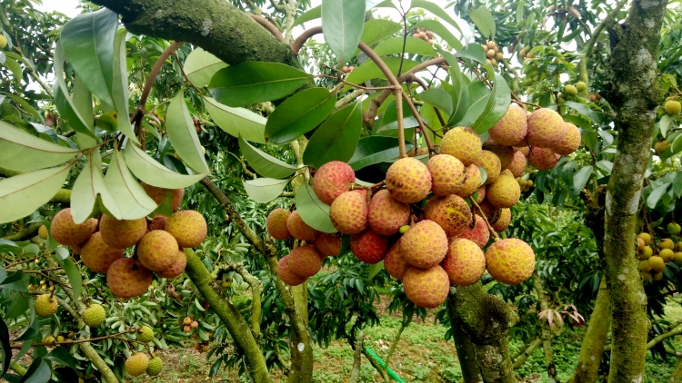 bac giang dam bao an ninh an toan giao thong cho viec thieu thu vai thieu