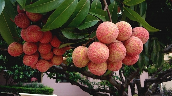 Bắc Giang: Chăm sóc vải thiều không dùng hóa chất, giá bán tăng gấp 3 lần