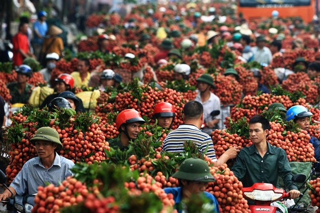 Bắc Giang: Luôn coi trọng tất cả các thị trường trong việc tiêu thụ vải thiều