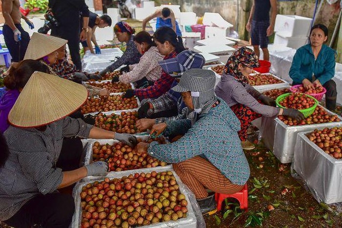 Bắc Giang: Giá vải thiều tại huyện Lục Ngạn cao nhất 65.000 nghìn đồng/kg