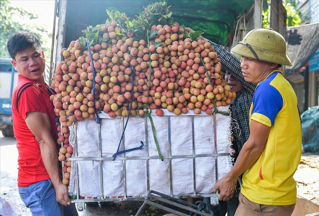 Nhộn nhịp thị trường vải thiều Bắc Giang