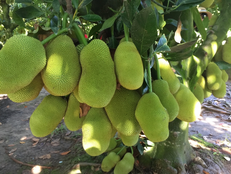 Ngắm nhìn những cây mít quả mọc thành từng chùm