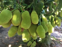 Ngắm nhìn những cây mít quả mọc thành từng chùm