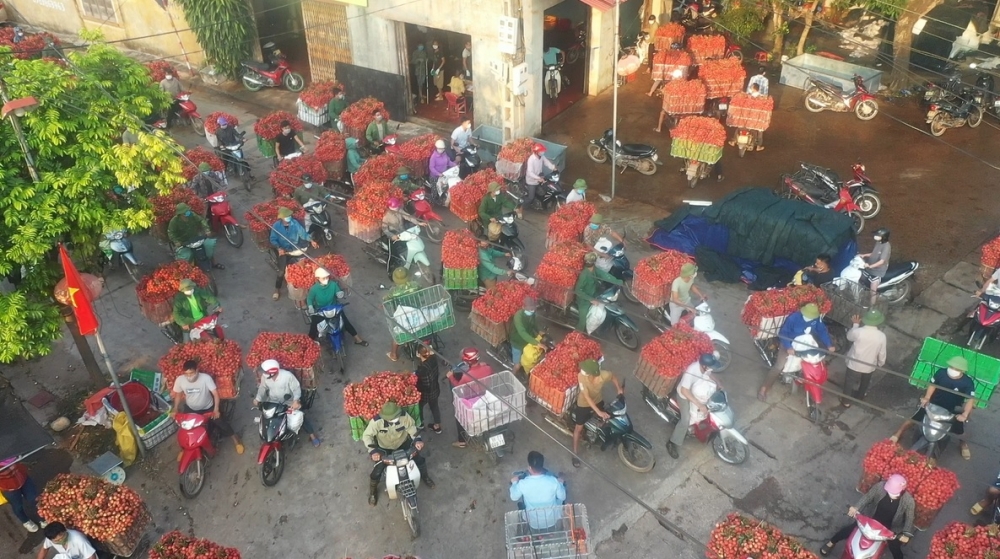 Bắc Giang: Giá vải thiều Lục Ngạn không bị ảnh hưởng nhiều bởi dịch