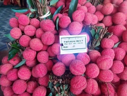 bac giang gia vai thieu luc ngan khong bi anh huong nhieu boi dich