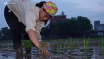 Nông dân cấy lúa từ sáng sớm để tránh nắng nóng ở Hà Nội