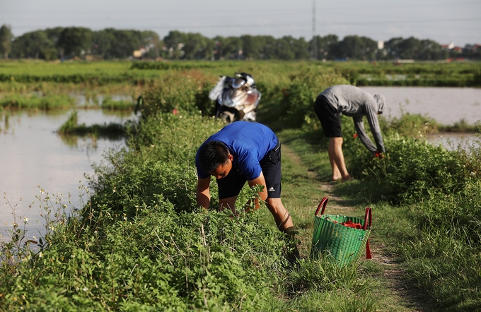 nguoi dan ha noi va bac ninh bat chuot dong lam moi nhau