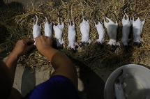 Người dân Hà Nội và Bắc Ninh bắt chuột đồng làm mồi nhậu