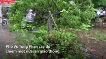 Hàng loạt cây xanh bật gốc, gãy đổ sau bão Wipha ở Hà Nội
