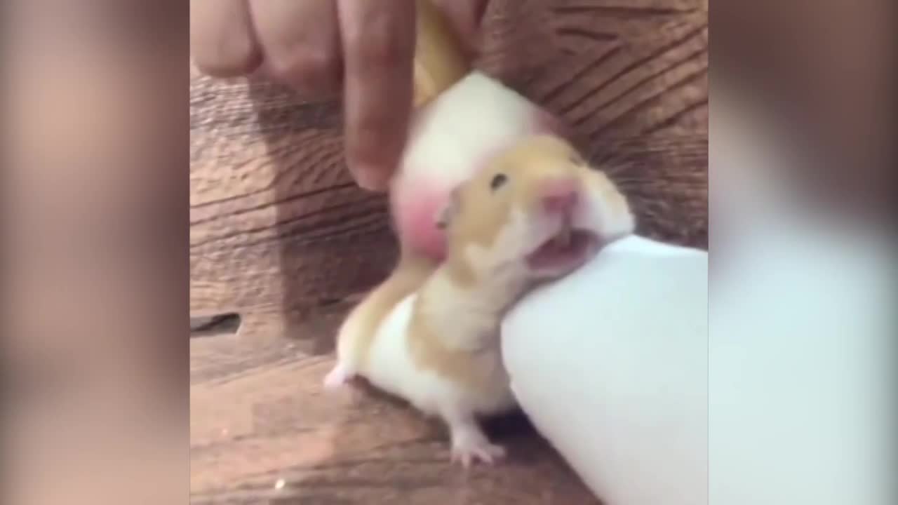 Hamster nằm im tận hưởng cảm giác được massage
