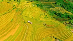 ngam nhin nhung dai lua vang o mu cang chai