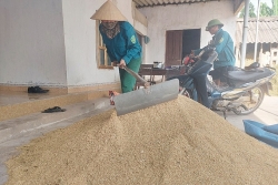 Giá thấp, nhiều nông dân tích trữ lúa chờ lên cao mới bán