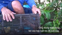 Nông dân dùng bắp làm mồi bắt cua đồng