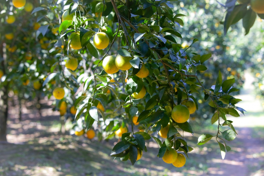 Bắc Giang “Lục Ngạn mùa quả chín” với những vườn cam, vườn bưởi sai trĩu quả