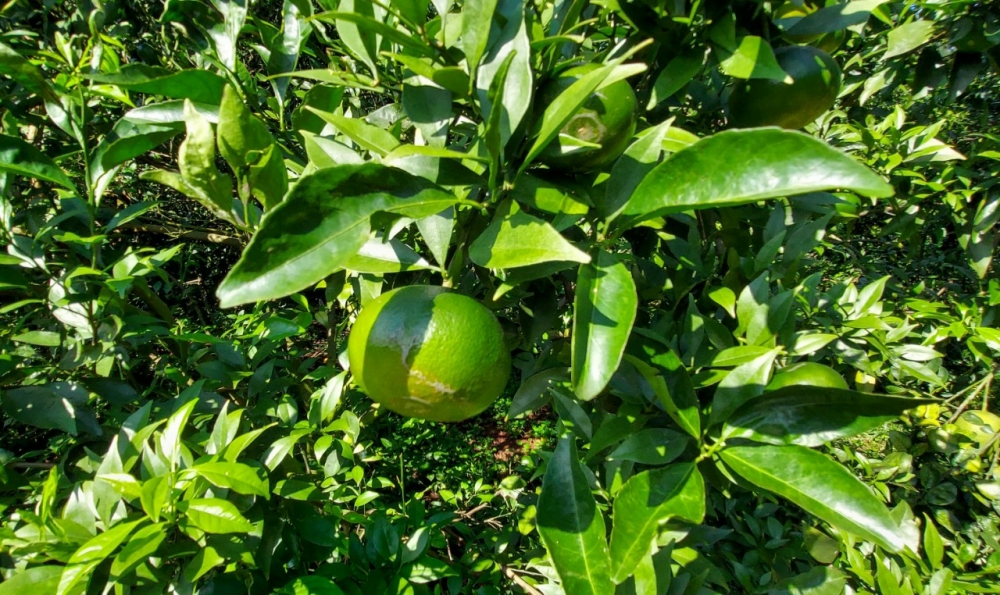 Bắc Giang “Lục Ngạn mùa quả chín” với những vườn cam, vườn bưởi sai trĩu quả