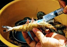 Phát hiện cơ sở bơm tạp chất vào tôm với số lượng lớn