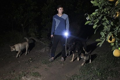 Người trồng bưởi Diễn dắt chó “đi tuần” suốt đêm chống trộm dịp giáp Tết