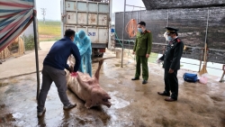 Bắc Giang: Xử lý đối tượng mua bán hơn 1 tấn lợn mắc bệnh dịch tả lợn châu Phi